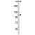 Western blot analysis of SPINK5 Antibody (N-term) (AP17762PU-N) in A2058 cell line lysates (35ug/lane). SPINK5 (arrow) was detected using the purified Pab.