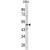 Western blot analysis of SMYD3 antibody (N-term) (AP17751PU-N) in CEM cell line lysates (35ug/lane). SMYD3 (arrow) was detected using the purified Pab.