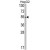 Western blot analysis of SLC38A3 Antibody (Center) (AP17749PU-N) in HepG2 cell line lysates (35ug/lane). SLC38A3 (arrow) was detected using the purified Pab.