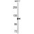 Western blot analysis of PSA antibody (C-term) (AP17672PU-N) in MCF-7 cell line lysates (35ug/lane). PSA (arrow) was detected using the purified Pab.