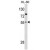Western blot analysis of PAX8 Antibody (Center) (AP17623PU-N) in HL-60 cell line lysates (35ug/lane). PAX8 (arrow) was detected using the purified Pab.