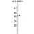 Western blot analysis of NDRG1 Antibody (N-term) (AP17582PU-N) in MDA-MB231 cell line lysates (35ug/lane). NDRG1 (arrow) was detected using the purified Pab.