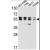 Western blot analysis of IMPDH2 Antibody (Center) (AP17504PU-N) in NCI-H460,Hela,MCF7,A2058 cell line lysates(35ug/lane). IMPDH2 (arrow) was detected using the purified Pab.