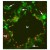 Figure 1. Immunofluorescence with a Frozen Section of a Mouse embryo at day 13.5 with anti-CD31 [green] and anti-Human Prox-1 [red] (Cat.-No DP3516S). It shows a large lymphatic vessel (lv), blood vessels (arrows) and a sympathetic ganglion (sg) which is also positiv for Prox-1 (Fig.1). The experiment was performed by PD. Dr. Jörg Wilting, Pädiatrie I, Zentrum für Kinderheilkunde und Jugendmedizin in Göttingen, Germany.