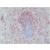 Immunohistochemical staining on rat spleen frozen sections using B Lymphocytes antibody clone Ki-B1R Cat.-No. BM4013.