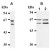 Figure 1. Western blot analysis of CDC25A expression in Hela cells (A), NIH/3T3 cells (B-1) and Rat-1 cells (B-2) using CDC25A antibody (AM20026AF-N)