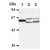 Figure 2. Western blot analysis of CDC25A expression in Raji cells (Lane 1), NIH/3T3 cells (Lane 2) and Rat-1 cells (Lane 3) using CDC25A antibody (AM20027AF-N).