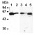 Figure 1. Western blot analysis of E2F4 expression in HL60 (Lane 1), Raji (Lane 2), NIH/3T3 (Lane 3), C2C12 (Lane 4) and Rat-1 (Lane 5) using E2F4 antibody AM00536AF-N.