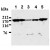 Figure 1. Western blot analysis of IQGAP1 expression in HeLa cells (Lane 1), A431 cells (Lane 2), C2C12 cells (Lane 3), NIH/3T3 cells (Lane 4) and Rat-1 cells (Lane 5) using IQGAP1 antibody AM20036AF-N.