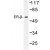 Western blot (WB) analysis of ER-beta antibody (Cat.-No.: AP06806PU-N) in extracts from HeLa cells.