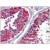 Immunohistochemistry: SM568P Alpha Tubulin antibody staining of Formalin-Fixed, Paraffin-Embedded Human Testis followed by biotinylated secondary antibody, alkaline phosphatase-streptavidin and chromogen.