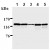 Western blot analysis of DNA polymerase delta p125 catalytic subunit expression in Raji cells (Lane 1), HL60 cells (Lane 2), HeLa cells (Lane 3), WR19L cells (Lane 4) and PC12 cells (Lane 5) sing AM20279AF-N DNA polymerase delta antibody