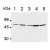 Western blot analysis of DNA polymerase delta p50 small subunit expression in Jurkat cells (Lane 1), Raji cells (Lane 2), HeLa cells (Lane 3), WR19L cells (Lane 4), and PC12 cells (Lane 5) using AM20280AF-N DNA polymerase delta antibody