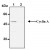 Immunoprecipitation of Cyclin A from Jurkat cells with AM20282AF-N (Lane 1) or Mouse IgG2a Isotype Control (Lane 2). After immunoprecipitation with the antibody, immunocomplex was resolved on SDS-PAGE and immunoblotted with biotinylated anti-Cyclin A monoclonal antibody (AM20282BT-N).