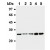 Western blot analysis of MAD2 expression in Jurkat (Lane 1), HeLa (Lane 2), Raji (Lane 3), WR19L (Lane 4) and PC12 (Lane 5) using AM20288AF-N MAD2 antibody.