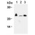 Western blot analysis of CD3 epsilon expression in Jurkat cells (Lane 1), MOLT4 cells (Lane 2) and HPB-ALL cells (Lane 3) using AM20299AF-N CD3e antibody.