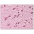 R1502P RNF2 antibody staining of Formalin-Fixed, Paraffin-Embedded Human Brain, Cortex at 2.5 µg/ml followed by biotinylated anti-Goat IgG  secondary antibody, Alkaline Phosphatase-Streptavidin and Chromogen.