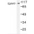Western blot (WB) analysis of EphA7 antibody (Cat.-No.: AP06735PU-N) in extracts from Jurkat cells.