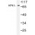 Western blot (WB) analysis of HPK1 antibody (Cat.-No.: AP06749PU-N) in extracts from HepG2 cells.