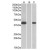 HEK293 lysate (10ug protein in RIPA buffer) overexpressing Human FANCF with C-terminal MYC tag probed with AP22410PU-N 1 µg/ml) in Lane A and probed with anti-MYC Tag (1/1000) in lane C. Mock-transfected HEK293 probed with AP22410PU-N (1mg/ml) in Lane B. Primary incubations were for 1 hour. Detected by chemiluminescence.