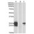 HEK293 lysate (10 µg protein in RIPA buffer) overexpressing Human WFDC2 with C-terminal MYC tag probed with AP22455PU-N  (1 µg/ml) in Lane A and probed with anti-MYC Tag (1/1000) in lane C. Mock-transfected HEK293 probed with AP22455PU-N (1mg/ml) in Lane B. Primary incubations were for 1 hour. Detected by chemiluminescence.