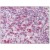 Human Spleen: Formalin-Fixed, Paraffin-Embedded (FFPE)