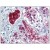 Formalin-Fixed, Paraffin-Embedded Human Adrenal stained with PPARG antibody Cat.-No AM20438PU-N at 1/200 dilution after heat-induced antigen retrieval.