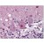 Brain, cerebellum, Human: Formalin-Fixed, Paraffin-Embedded (FFPE)