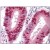 Human Uterus: Formalin-Fixed, Paraffin-Embedded (FFPE)