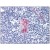 Human Thymus: Formalin-Fixed, Paraffin-Embedded (FFPE)