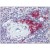 Spleen, Human: Formalin-Fixed, Paraffin-Embedded (FFPE)