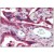 Placenta, Human: Formalin-Fixed, Paraffin-Embedded (FFPE)