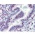 Human Uterus (formalin-fixed, paraffin-embedded) stained with ERCC4 antibody AM20500PU-N at 10 µg/ml after heat-induced antigen retrieval.