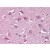 IHC Image of AM20579PU-N
Human Brain, cortex: Formalin-Fixed, Paraffin-Embedded (FFPE)