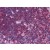 IHC Image of AM20572PU-N
Human Thymus: Formalin-Fixed, Paraffin-Embedded (FFPE)