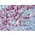 IHC Image of AM20569PU-N:
Human Spleen: Formalin-Fixed, Paraffin-Embedded (FFPE)