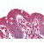 Human Colon (formalin-fixed, paraffin-embedded) stained with SLC5A1 antibody AP22846PU-N at 5 µg/ml followed by biotinylated goat anti-rabbit IgG secondary antibody, alkaline phosphatase-streptavidin and chromogen.