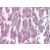 Human Heart (formalin-fixed, paraffin-embedded) stained with GPR116 antibody AP22833PU-N at 10 µg/ml followed by biotinylated goat anti-rabbit IgG secondary antibody, alkaline phosphatase-streptavidin and chromogen.