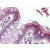 Human Colon (formalin-fixed, paraffin-embedded) stained with BMP4 antibody AP22623PU-N at 1/100 followed by biotinylated goat anti-rabbit IgG secondary antibody, alkaline phosphatase-streptavidin and chromogen.