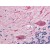 Human Brain, Cerebellum (formalin-fixed, paraffin-embedded) stained with STX2 antibody AP22641PU-N at 10 µg/ml followed by biotinylated goat anti-rabbit IgG secondary antibody, alkaline phosphatase-streptavidin and chromogen.