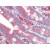 Human Small Intestine (formalin-fixed, paraffin-embedded) stained with HYOU1 antibody AP22660PU-N at 5 µg/ml followed by biotinylated goat anti-rabbit IgG secondary antibody, alkaline phosphatase-streptavidin and chromogen.