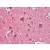 Human Brain, Cortex (formalin-fixed, paraffin-embedded) stained with YWHAH antibody AP22684SU-N at 1/250 followed by biotinylated goat anti-rabbit IgG secondary antibody, alkaline phosphatase-streptavidin and chromogen.