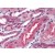Human Kidney (formalin-fixed, paraffin-embedded) stained with PTPN13 antibody AP22687PU-N at 10 µg/ml followed by biotinylated goat anti-rabbit IgG secondary antibody, alkaline phosphatase-streptavidin and chromogen.