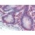Human Small Intestine (formalin-fixed, paraffin-embedded) stained with CASP1 antibody AP22755PU-N followed by biotinylated goat anti-rabbit IgG secondary antibody, alkaline phosphatase-streptavidin and chromogen.