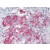 Human Adrenal (formalin-fixed, paraffin-embedded) stained with PDK4 antibody AP22786PU-N followed by biotinylated goat anti-rabbit IgG secondary antibody, alkaline phosphatase-streptavidin and chromogen.