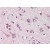 Human Brain, Cortex (formalin-fixed, paraffin-embedded) stained with NOS1 antibody AP22874PU-N at 20 µg/ml followed by biotinylated goat anti-rabbit IgG secondary antibody, alkaline phosphatase-streptavidin and chromogen.