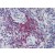 Spleen, Human: Formalin-Fixed, Paraffin-Embedded (FFPE)