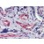 Human Placenta: Formalin-Fixed, Paraffin-Embedded (FFPE)