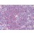 Human Spleen: Formalin-Fixed, Paraffin-Embedded (FFPE)
