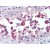 Testis, Human: Formalin-Fixed, Paraffin-Embedded (FFPE)